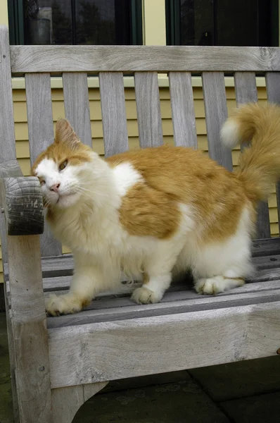 벤치 위에 있는 붉은 고양이 — 스톡 사진