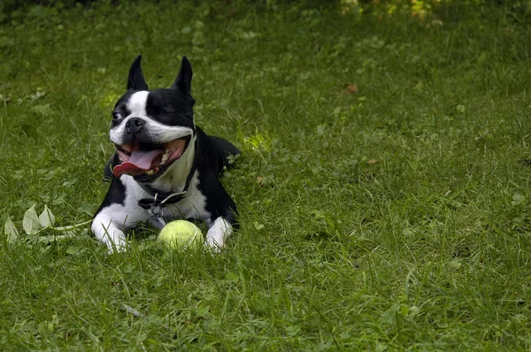 Boston Terrier cão com bola — Fotografia de Stock