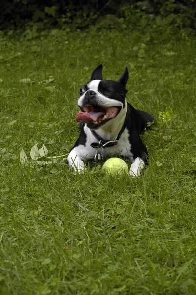 Boston Terrier dog with ball