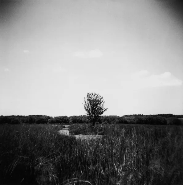 One tree - scan from film, — Stock Photo, Image