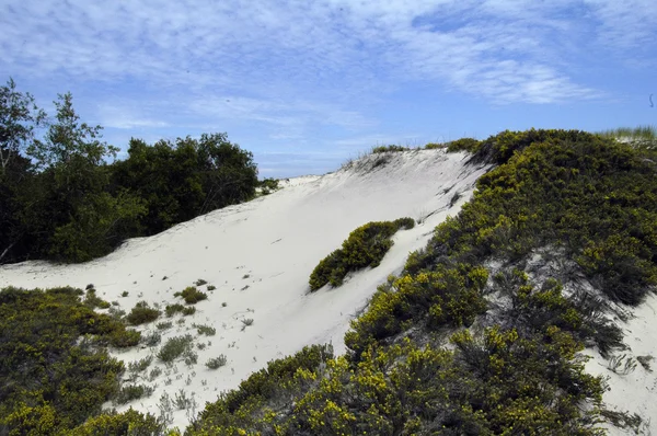 ビーチ周辺の砂丘 — ストック写真