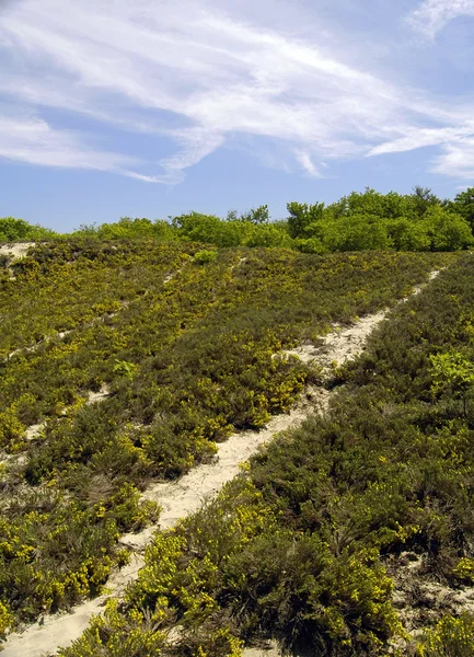 Dunes yeşil bitki örtüsü ile — Stok fotoğraf