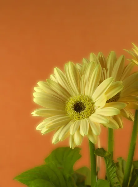 Helder gele bloem — Stockfoto