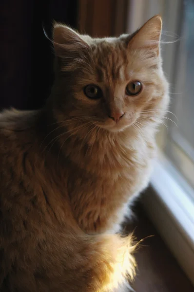 Kitten zitten in venster. — Stockfoto