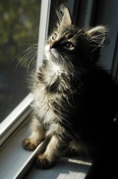 작은, 무성 한 메인 쿤 고양이 — 스톡 사진