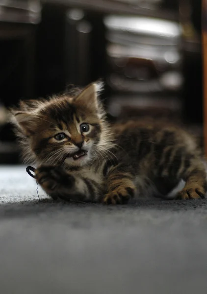 Evde oynarken yavru kedi — Stok fotoğraf