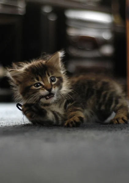 Gatinho jogando em casa — Fotografia de Stock