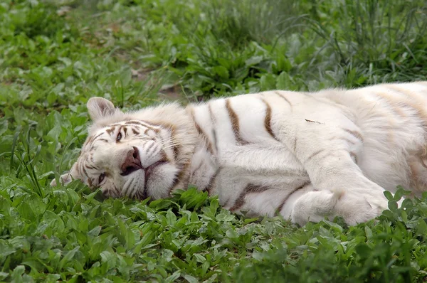 Tiger schläft im Gras — Stockfoto