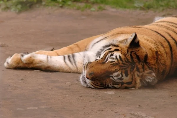 Tigre Adormecido, de perto. — Fotografia de Stock