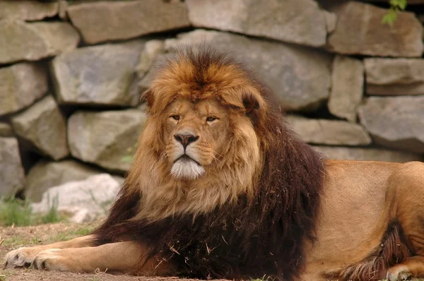 Leão no zoológico — Fotografia de Stock