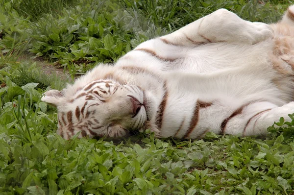 Schlafender Tiger im Gras — Stockfoto