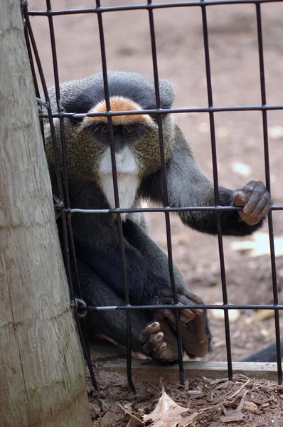 Monkey in zoo — Stock Photo, Image