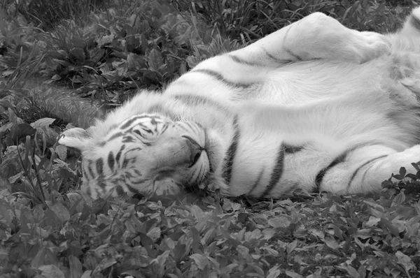 Schlafender Tiger im Gras — Stockfoto