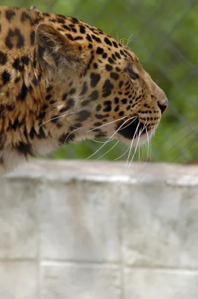 Leopardo mirando fijamente — Foto de Stock