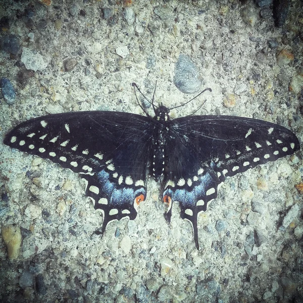 Schmetterling auf Beton, Instagram-Stil — Stockfoto