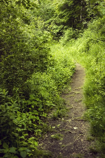 Sendero sinuoso en exuberante bosque — Foto de Stock