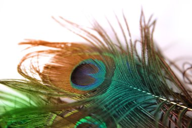 Güzel tavus kuşu tüyü kopya alanı beyaz zemin üzerine