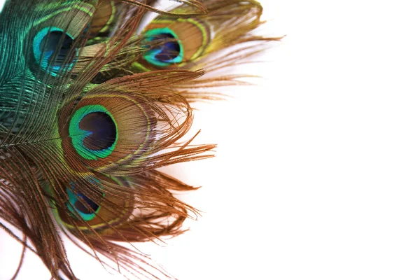 Hermosa pluma de pavo real sobre fondo blanco con espacio de copia — Foto de Stock