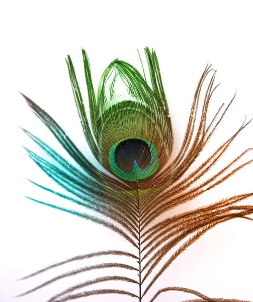 Beautiful peacock feather on white background with copy space — Stock Photo, Image