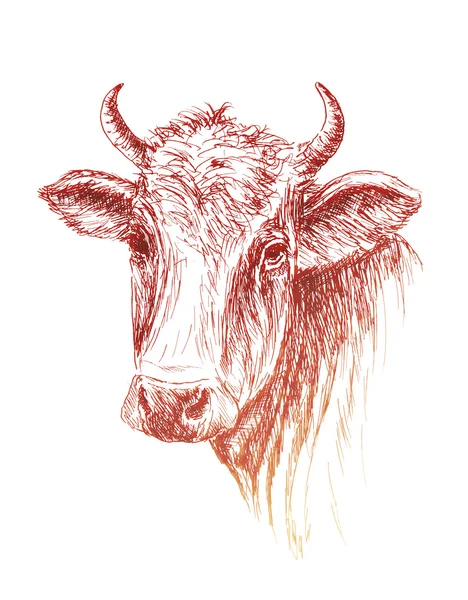 Cara de vaca dibujada a mano sobre fondo blanco — Archivo Imágenes Vectoriales