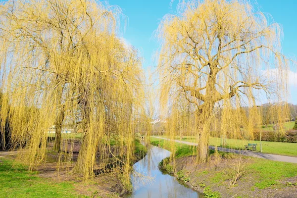 Willow trees and river — Stock Photo, Image