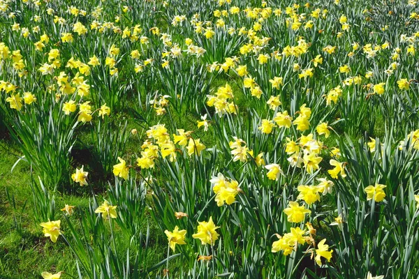 Daffodil field in spring — Stock Photo, Image