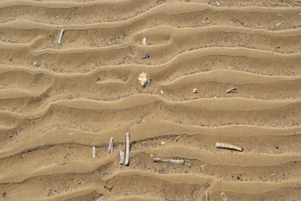 Бритва раковины на песчаном пляже — стоковое фото