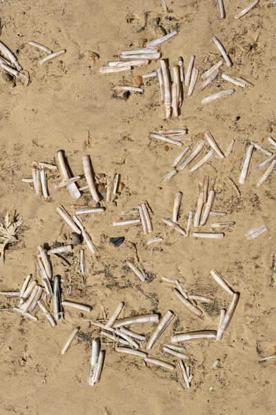 Conchas de afeitar en la playa de arena —  Fotos de Stock