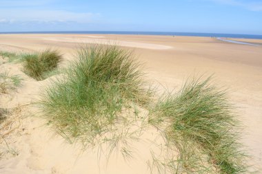 Avrupa marram çimen 