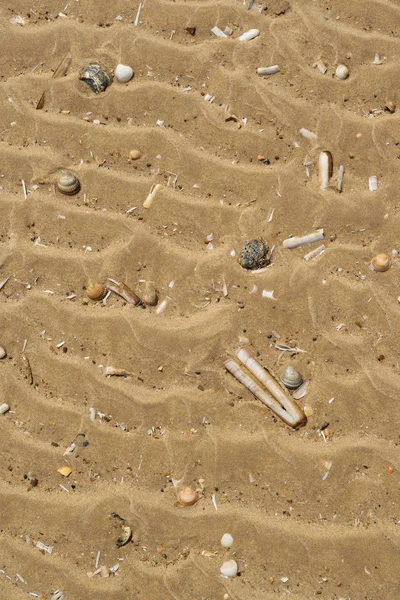 Conchiglie di rasoio sulla spiaggia di sabbia — Foto Stock