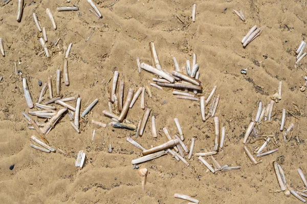 Conchas de afeitar en la playa de arena — Foto de Stock