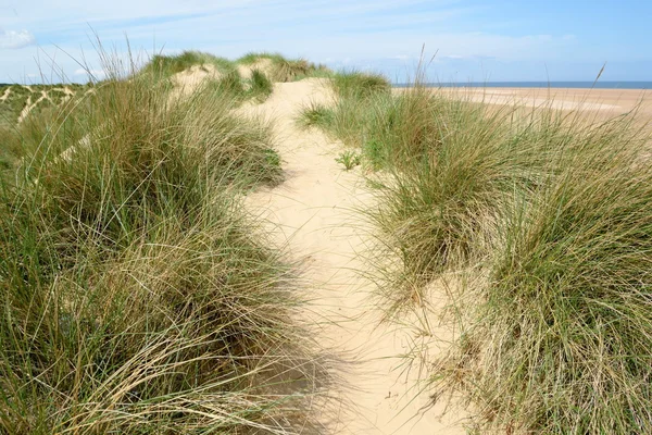 欧洲 marram 草 — 图库照片