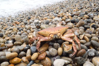  Çakıl taşları sahilde Yengeç