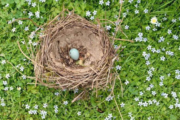 Nest und Ei — Stockfoto