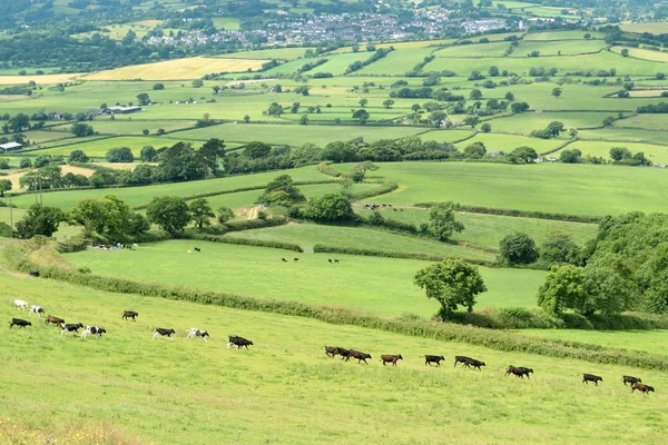 AXE valley i Devon — Stockfoto