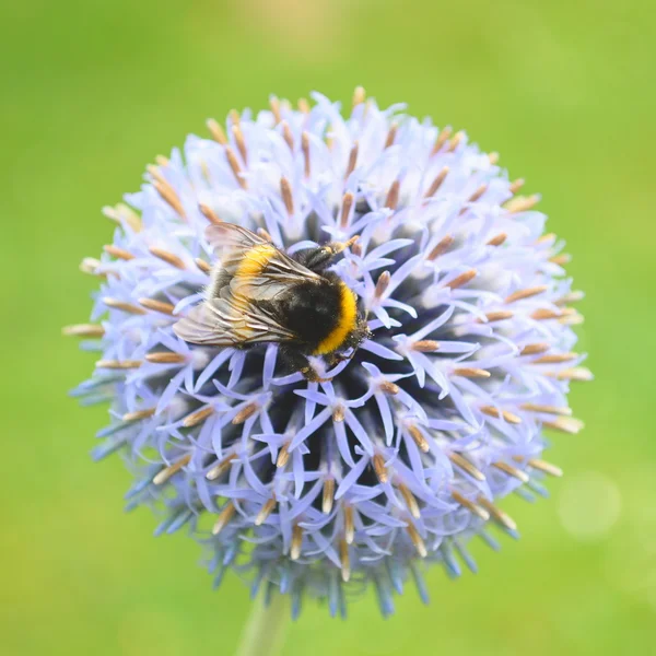 Bumblebee pollinating blue globe-thistle — Stock Photo, Image