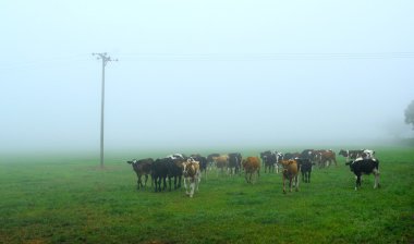 Çiftlikteki inekler