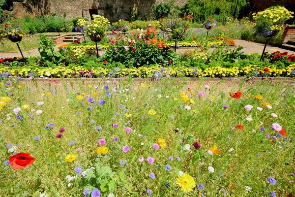 Hermoso jardín en flor —  Fotos de Stock