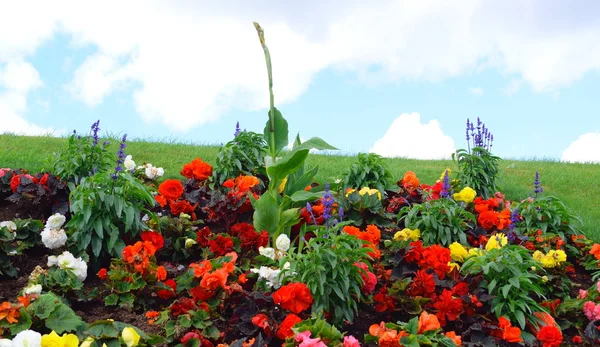 Flowerbed on the top of the hill — Stock Photo, Image