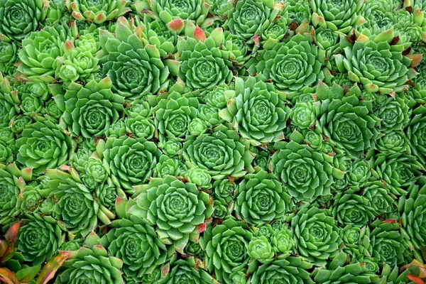 Große Gruppe von Echeveria-Pflanzen Stockbild