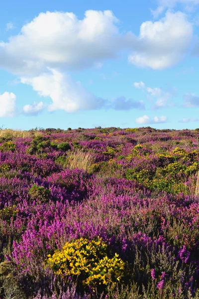 Wildflower meadow in bloom — Stock Photo, Image