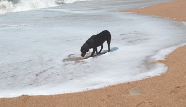 Jurassic Coast dalgaları 