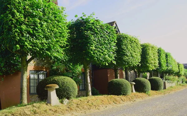 Fila di alberi potati — Foto Stock