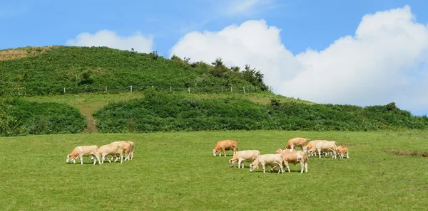 农场里的奶牛 — 图库照片