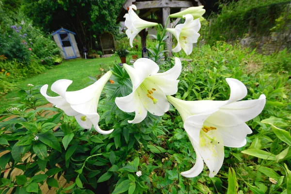 Bunch of white lilies — Stock Photo, Image