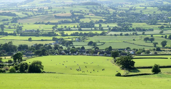 Landschaft mit Vieh — Stockfoto