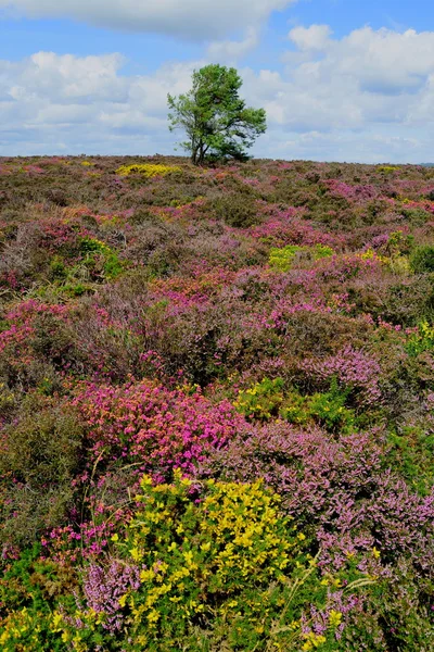 Цветущий полевой луг Лицензионные Стоковые Фото
