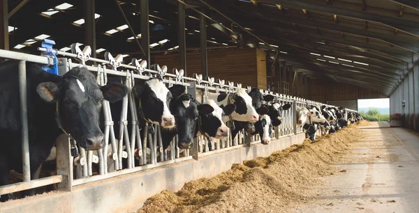 Kühe auf einem Bauernhof lizenzfreie Stockfotos