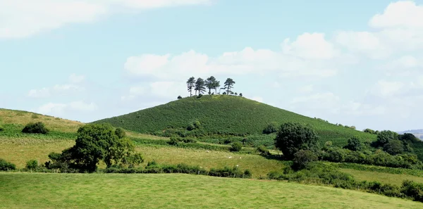 Colmer 's Hill com pinheiros Imagem De Stock