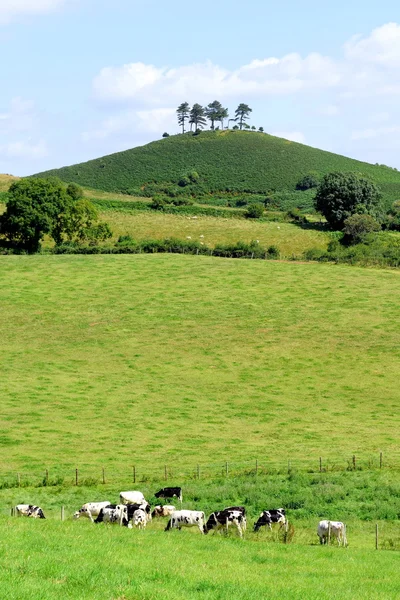 Colmer 's Hill com pinheiros Imagem De Stock